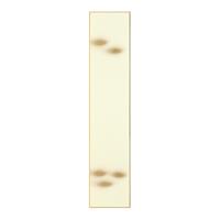【アウトレット品】広巾短冊 金雲 No.1　10枚入 【在庫限り】